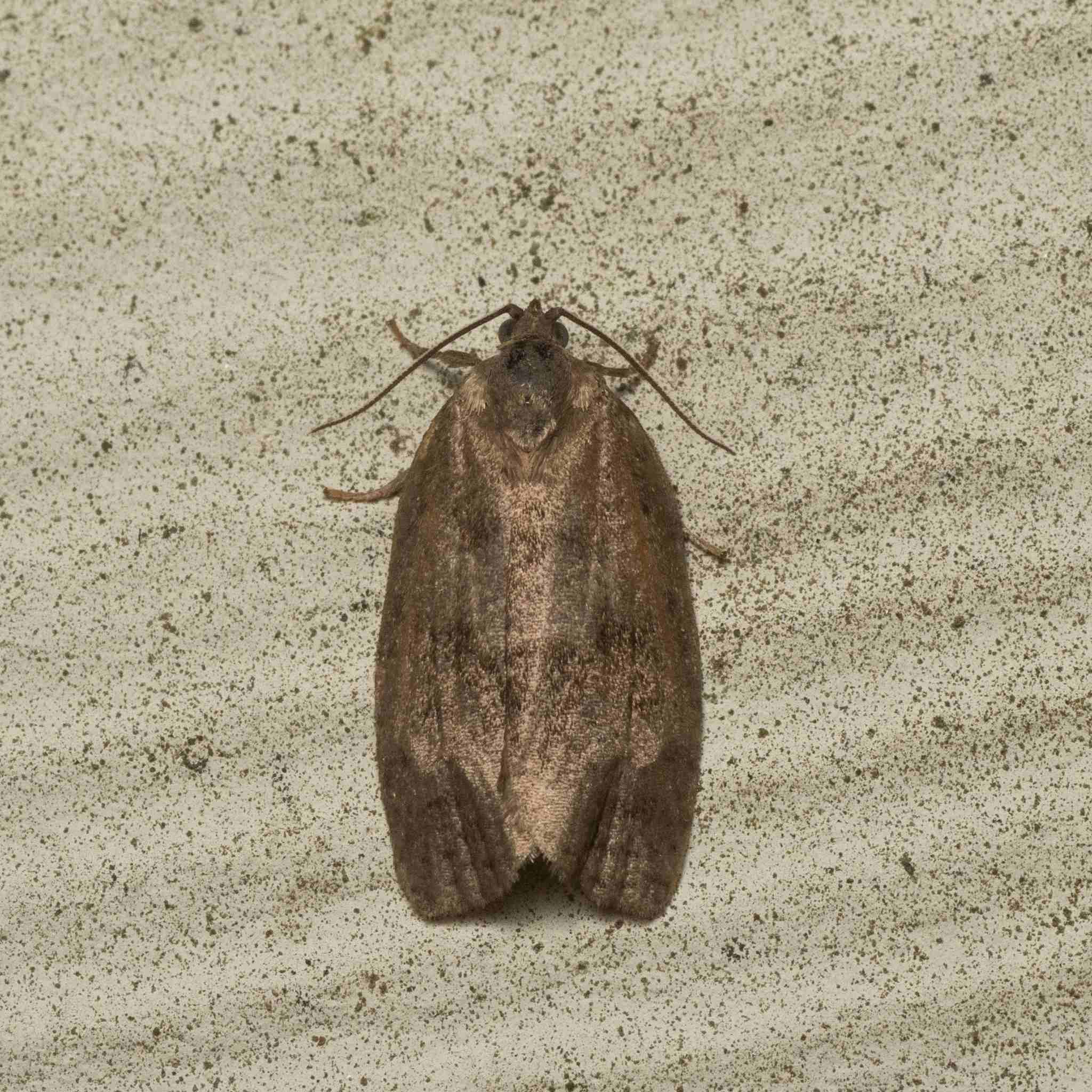 Choristoneura conflictana