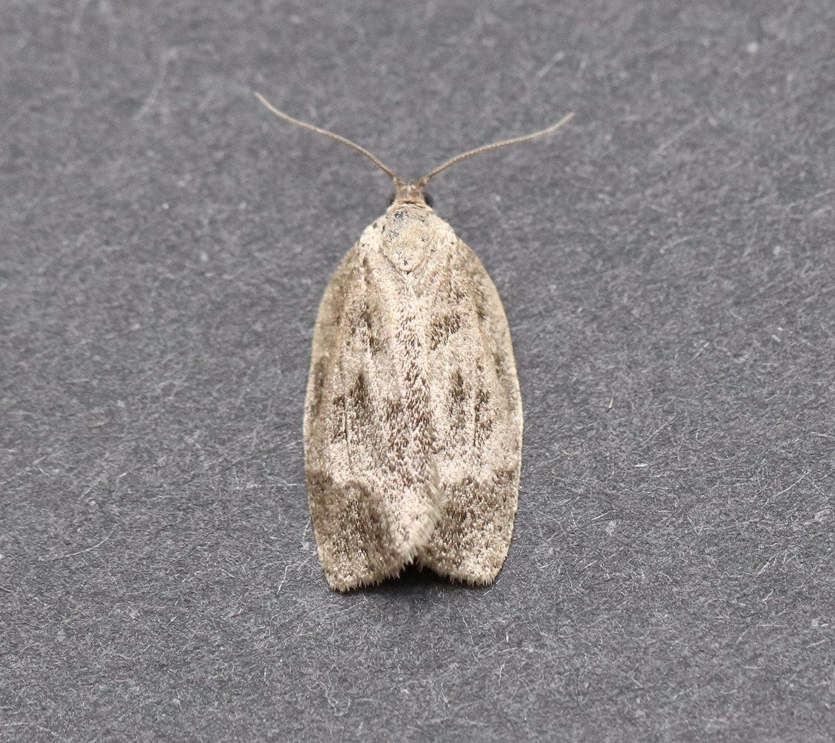 Choristoneura conflictana