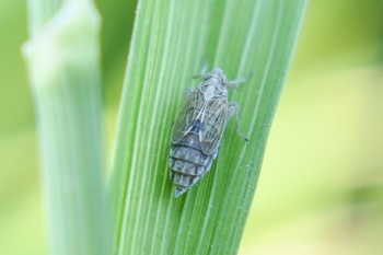 Sogatella furcifera
