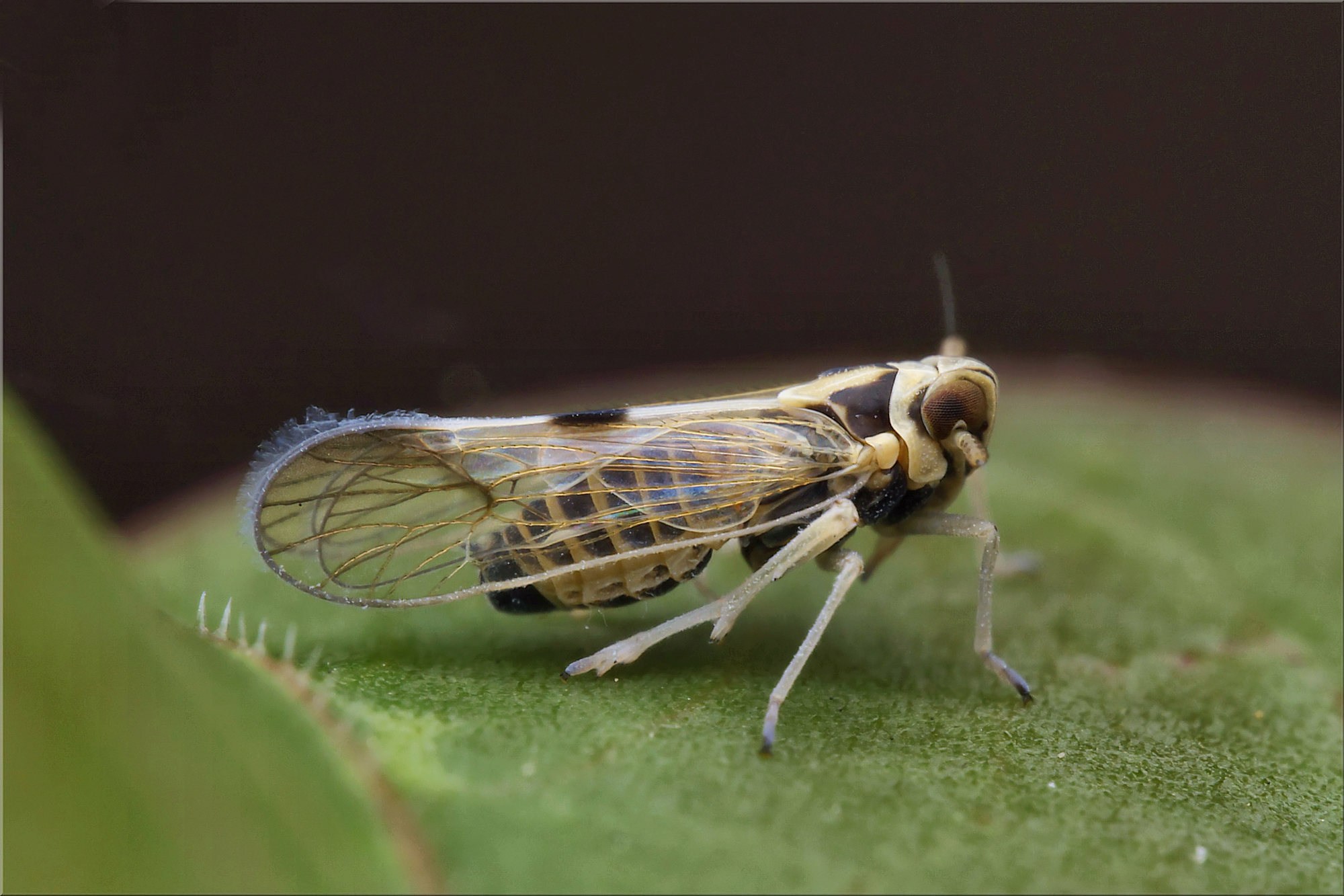 Sogatella furcifera