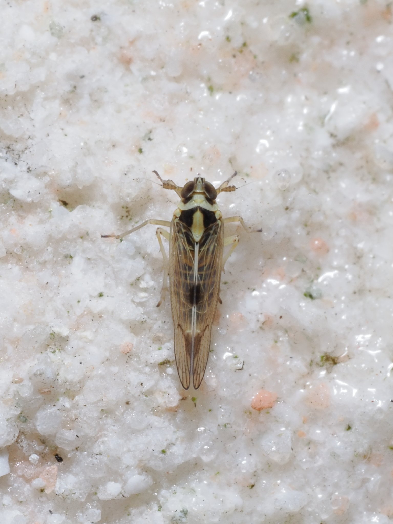 Sogatella furcifera