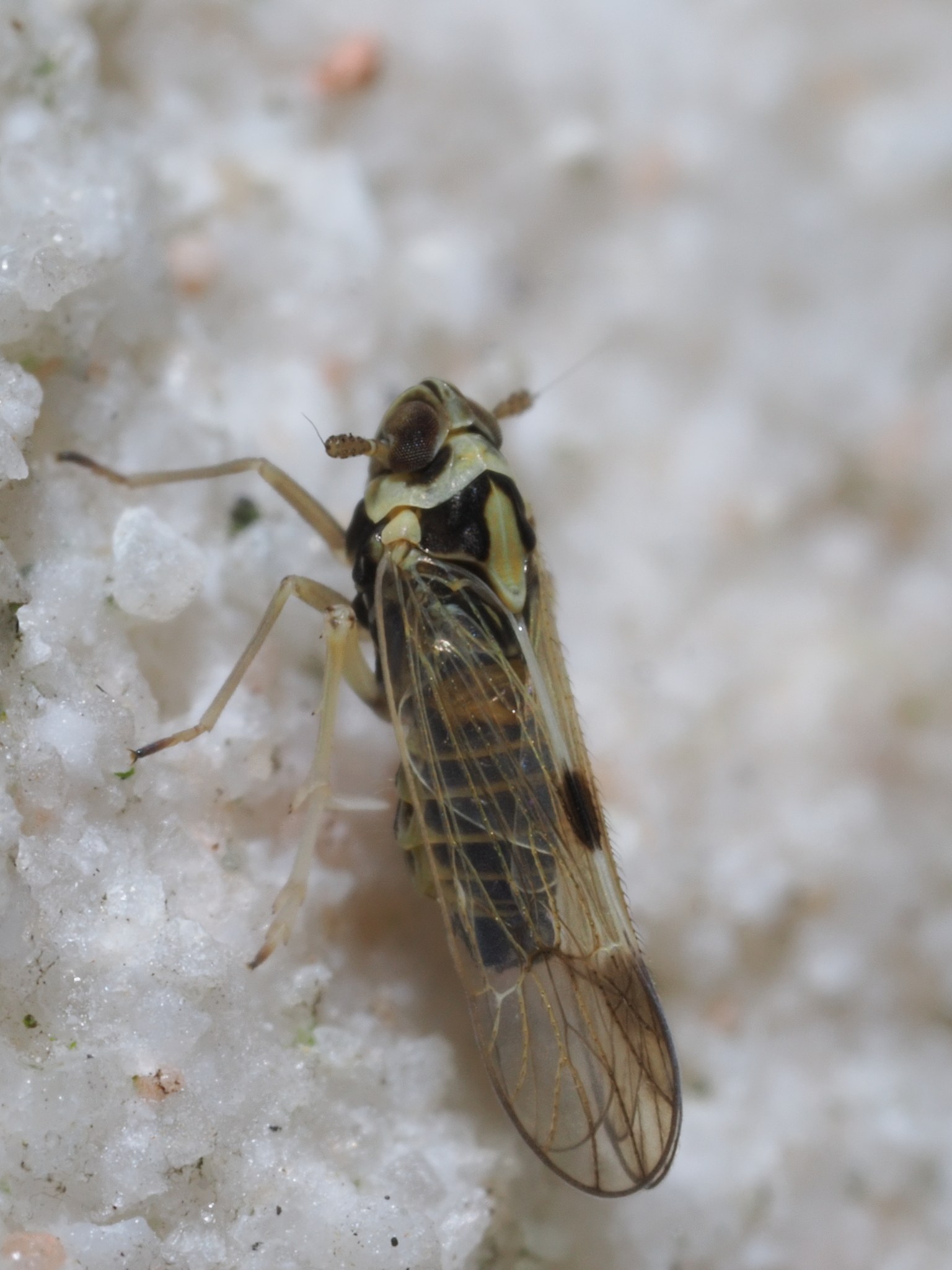 Sogatella furcifera