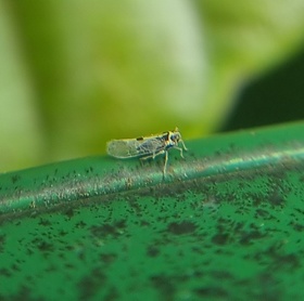 Sogatella furcifera
