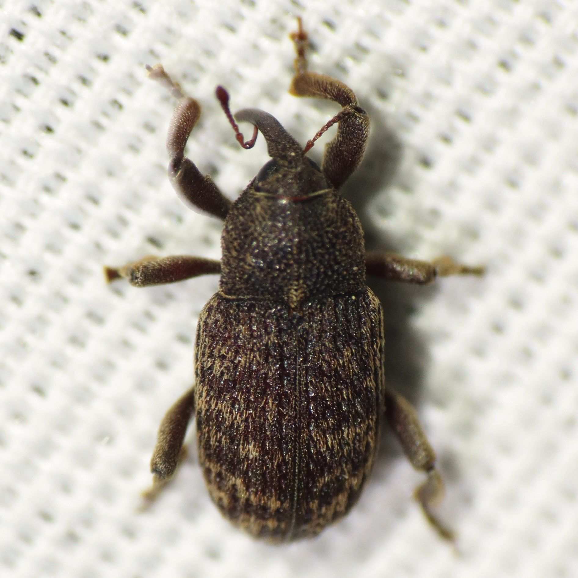Zascelis