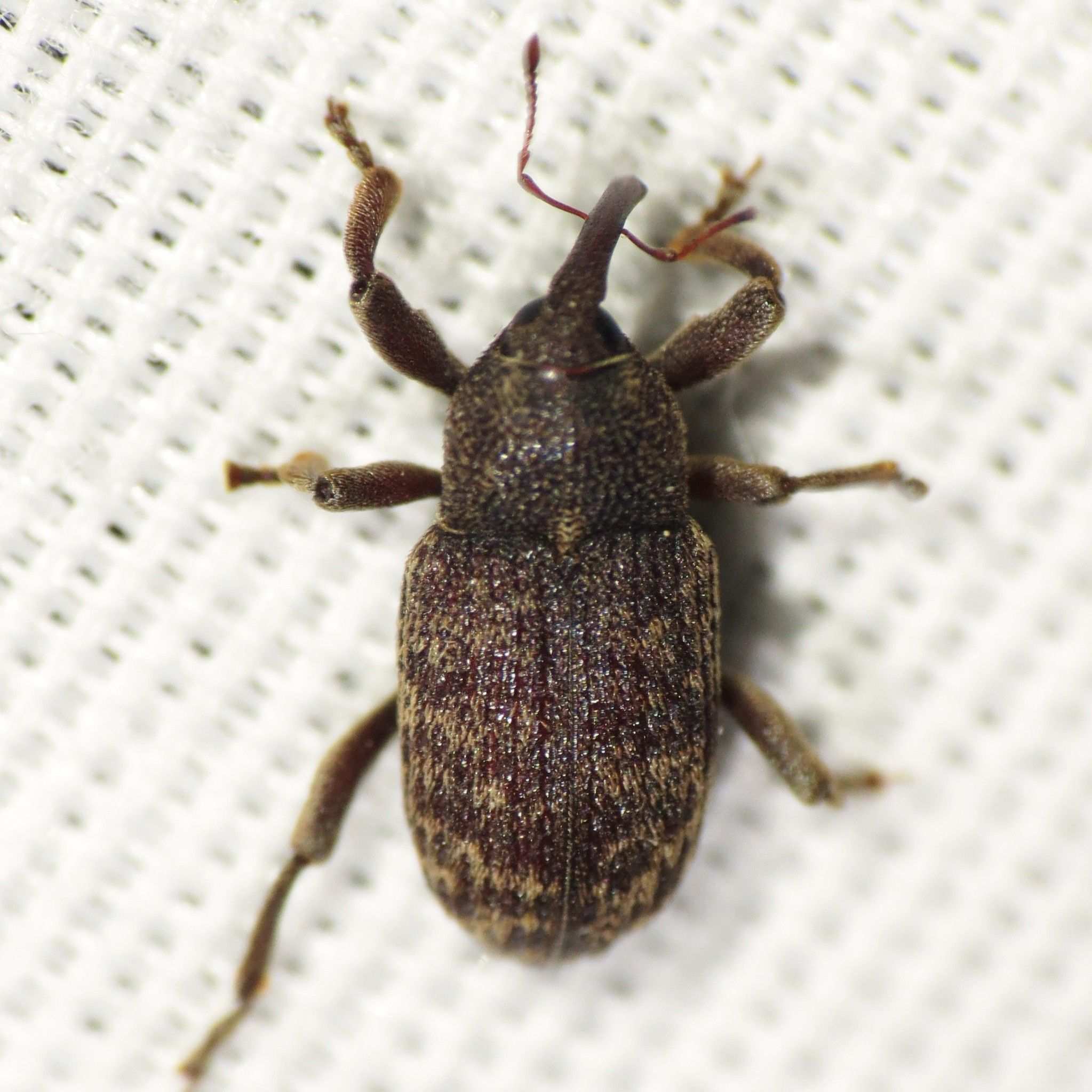 Zascelis