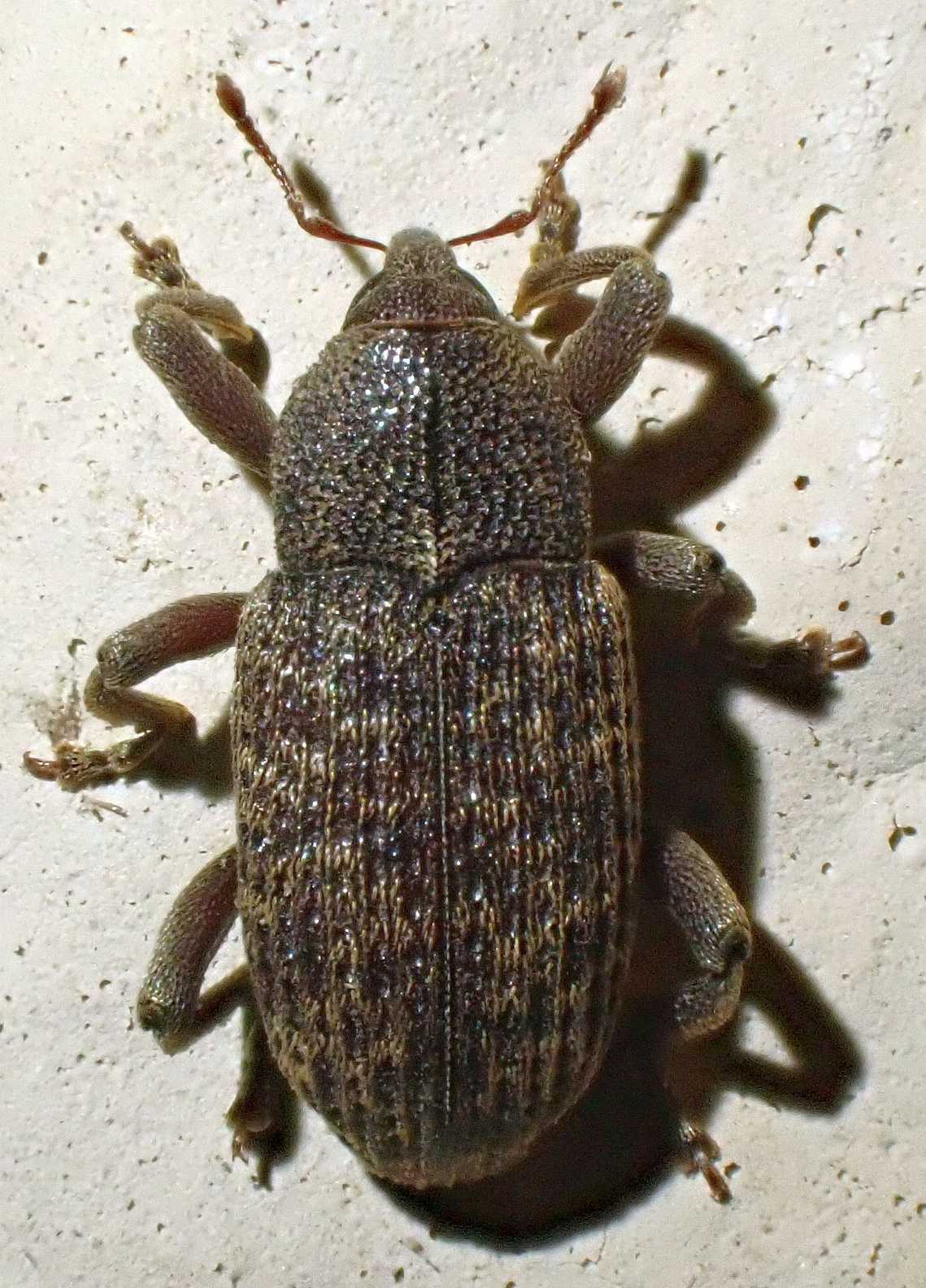 Zascelis