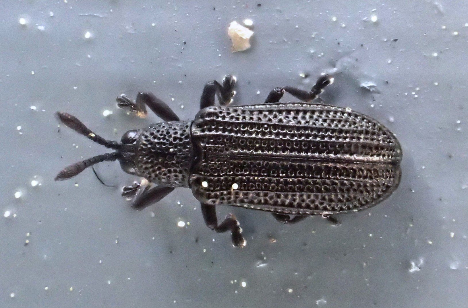 Glyphuroplata