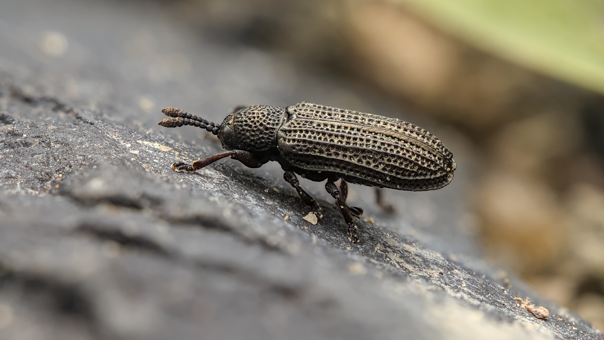 Glyphuroplata