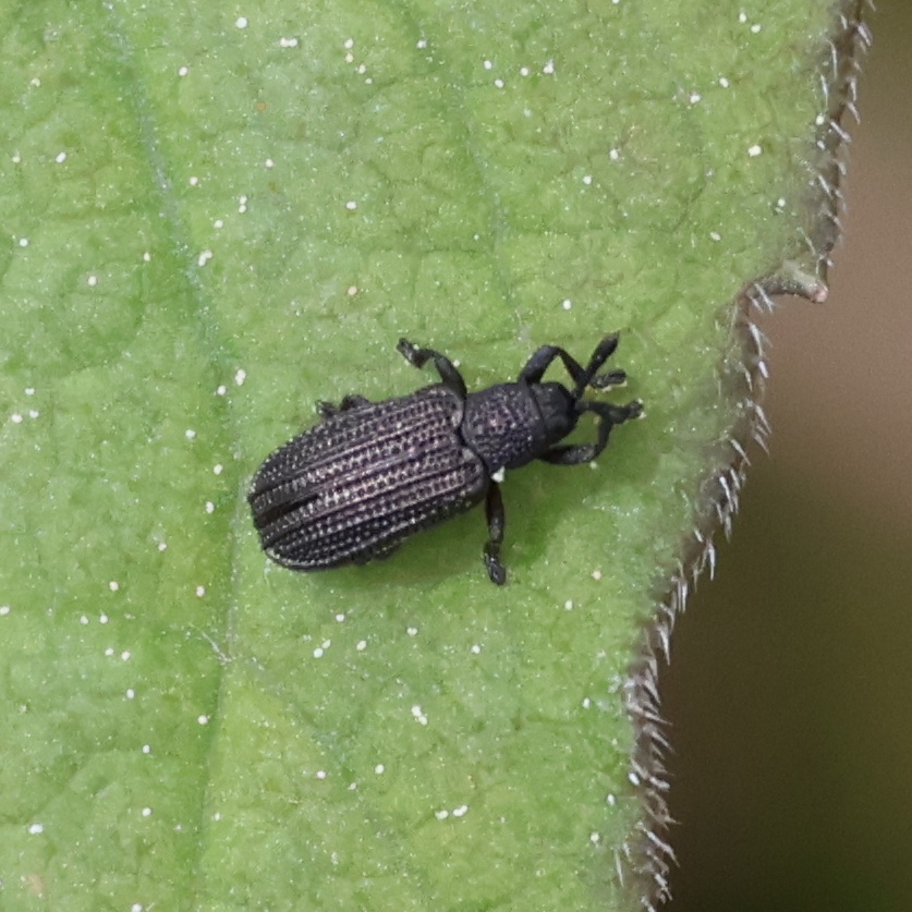 Glyphuroplata