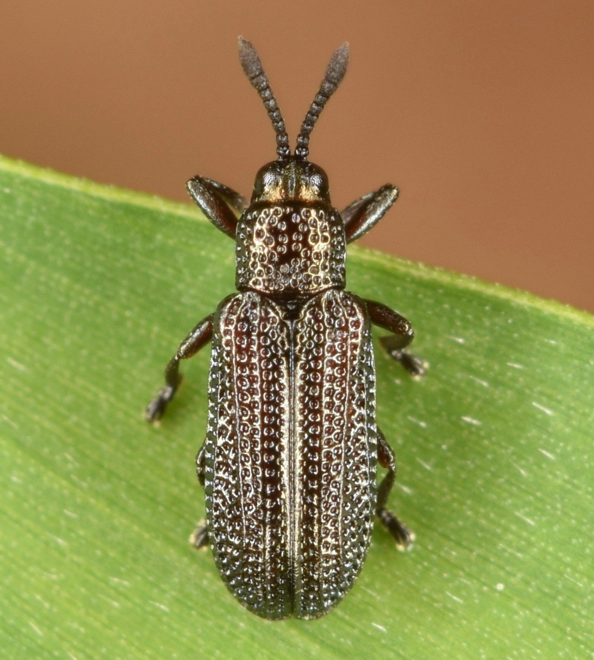 Glyphuroplata
