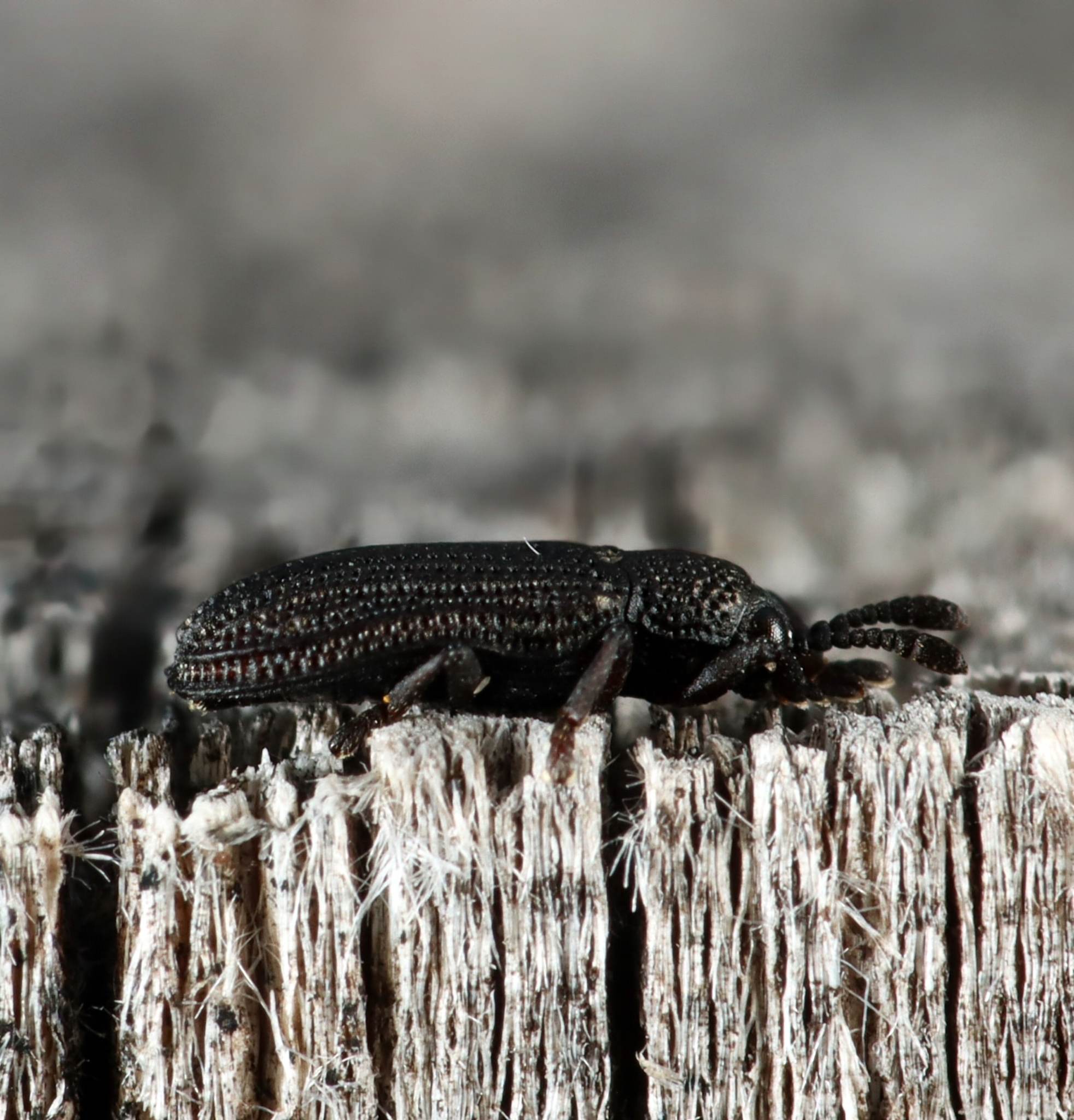 Glyphuroplata