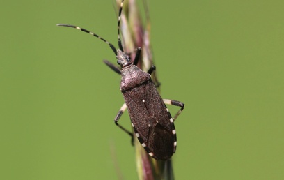 Dicranocephalus