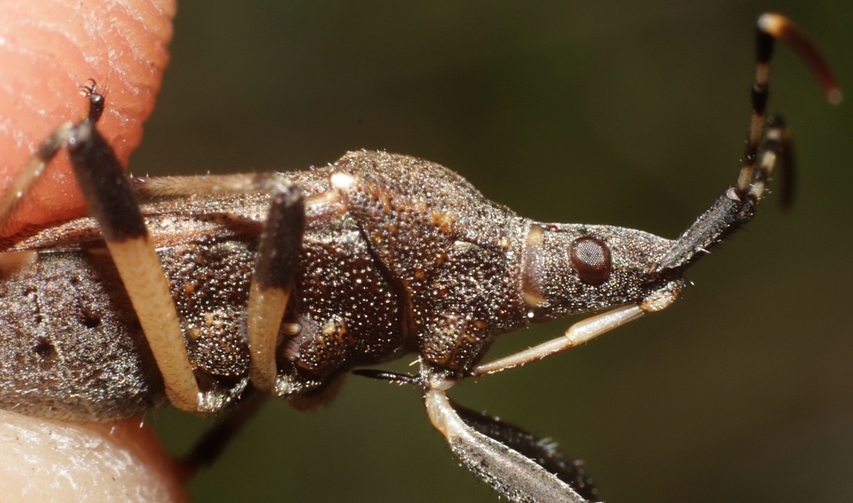 Dicranocephalus