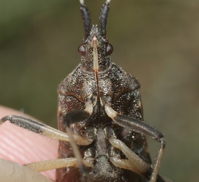 Dicranocephalus