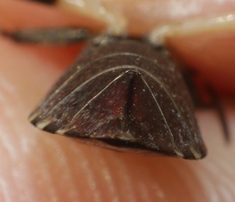 Dicranocephalus