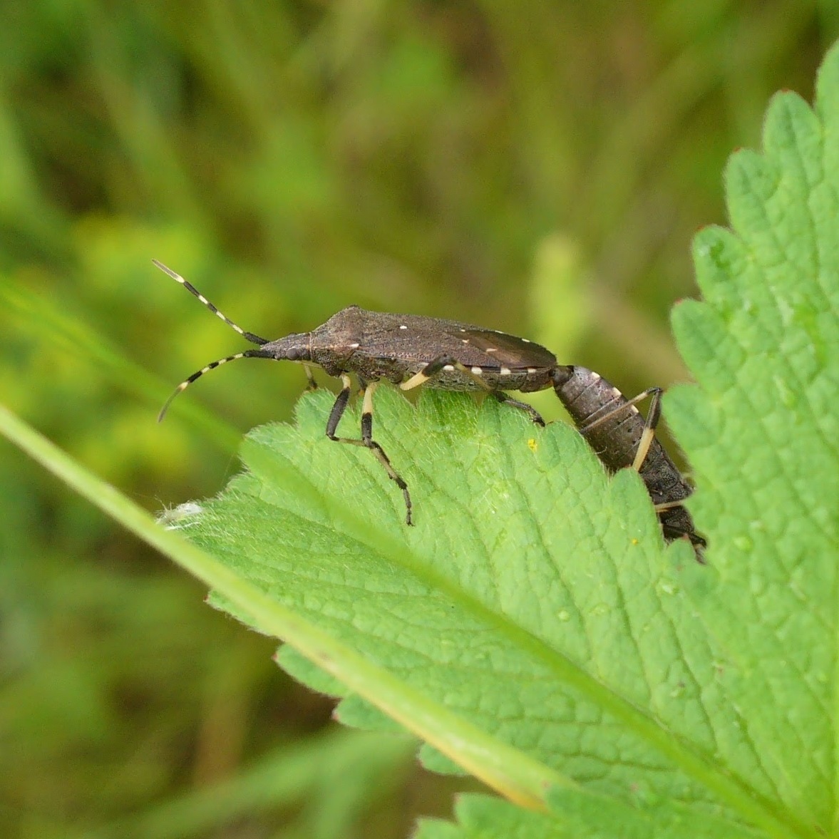 Dicranocephalus
