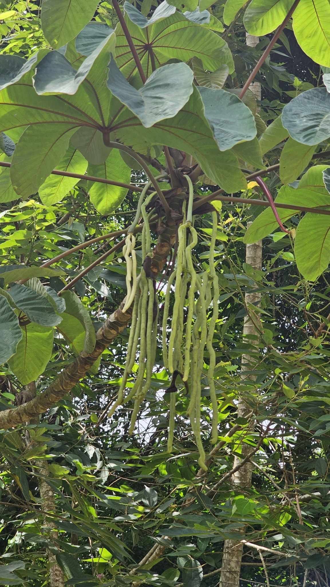 Cecropia obtusifolia