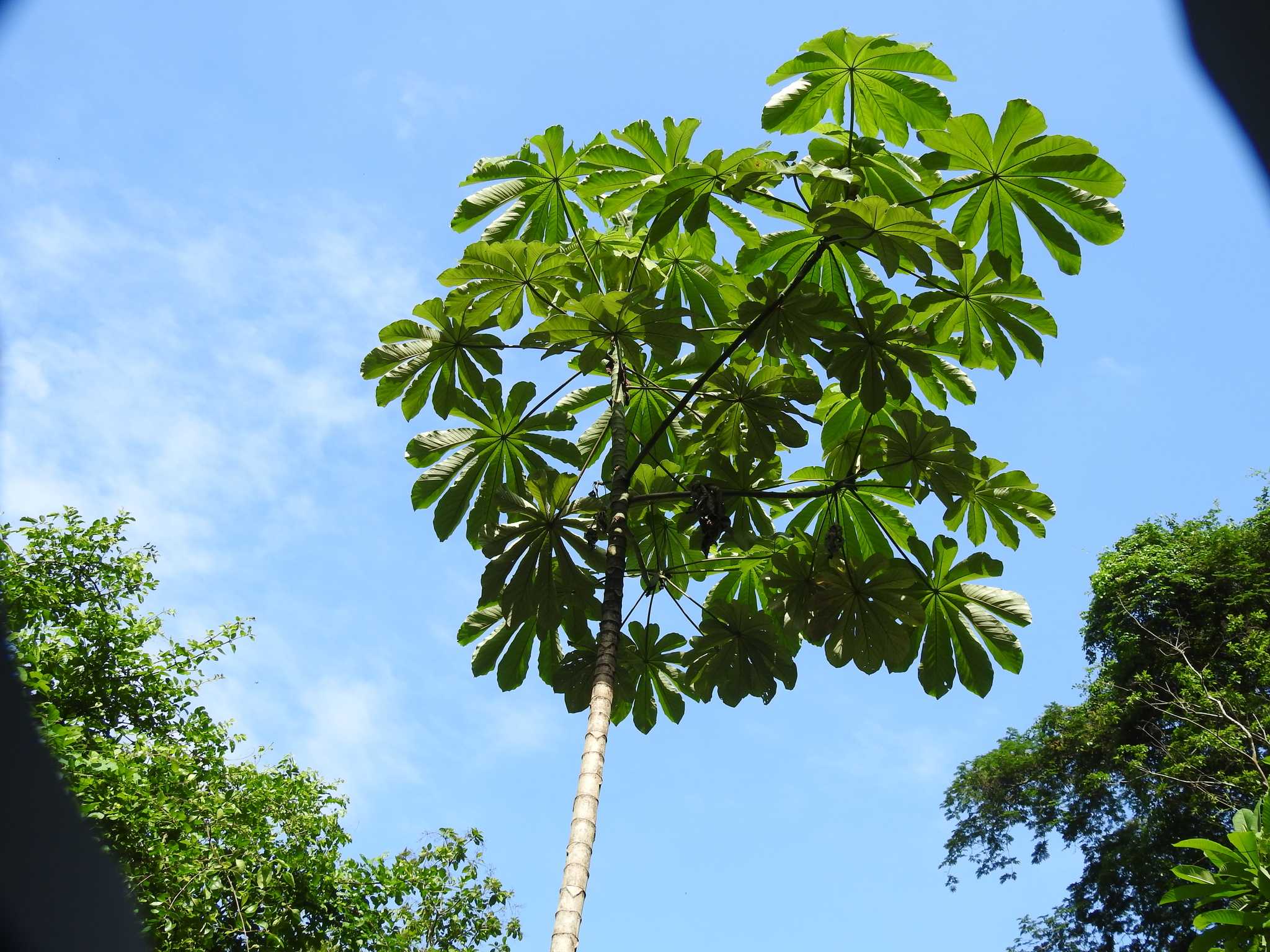 Cecropia obtusifolia