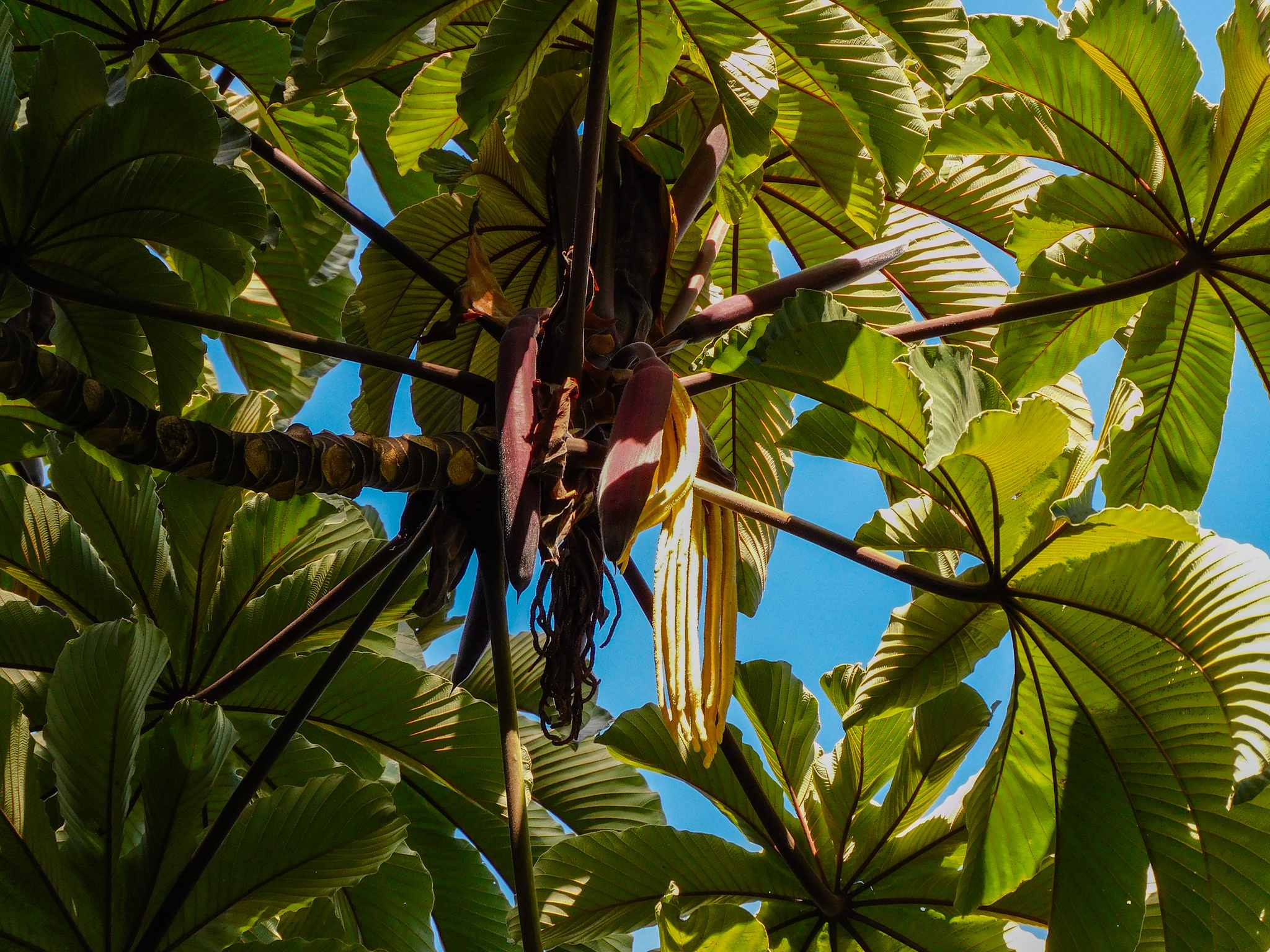 Cecropia obtusifolia