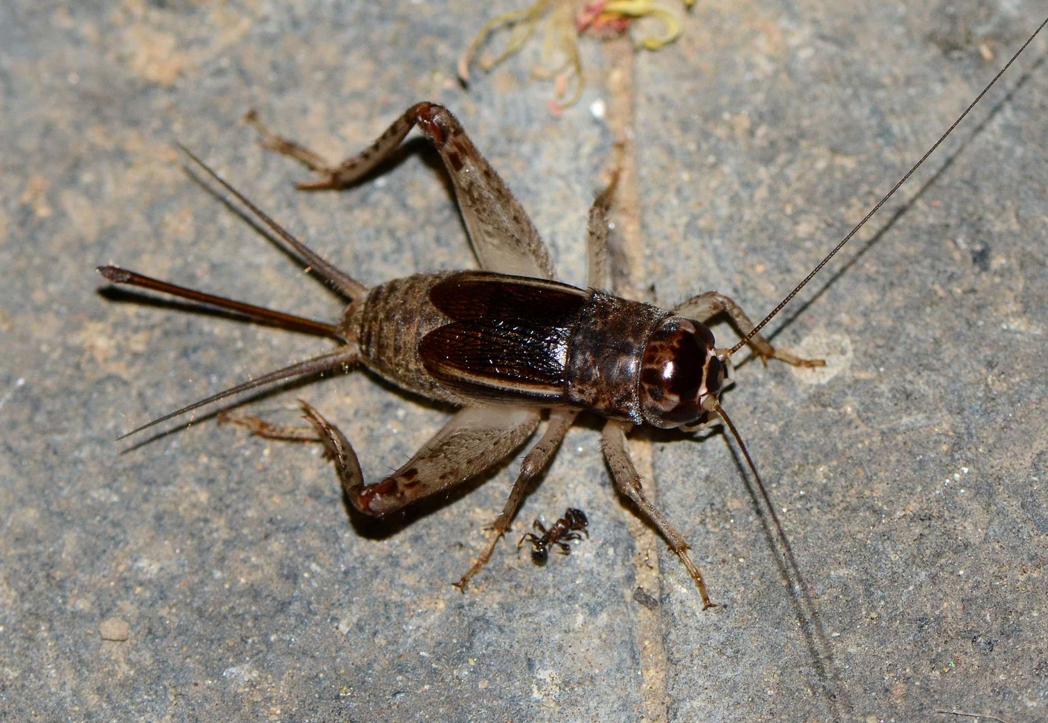 Velarifictorus