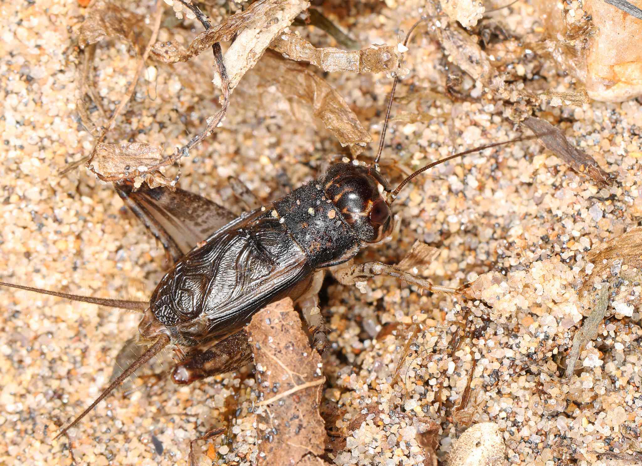 Velarifictorus