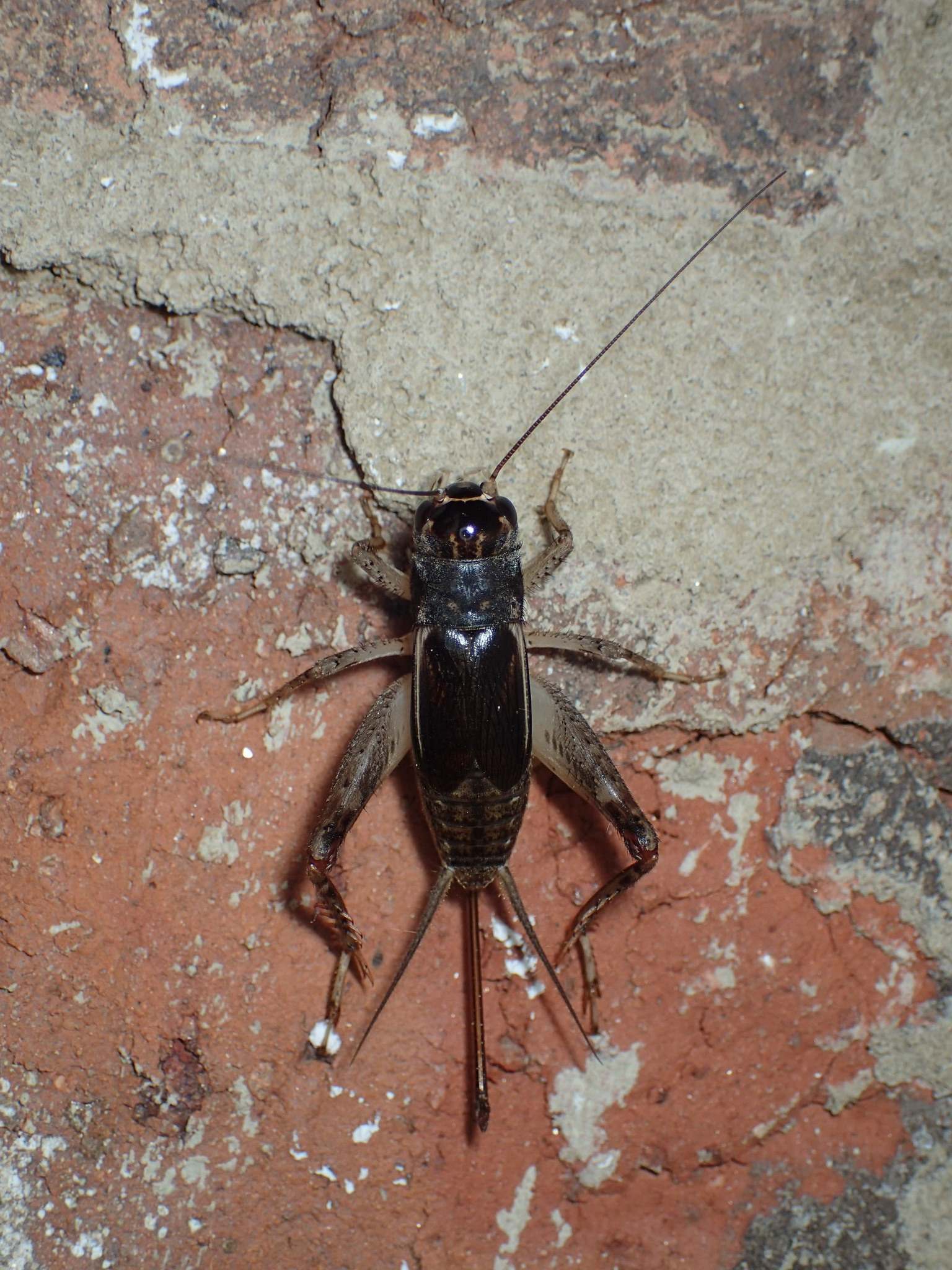 Velarifictorus
