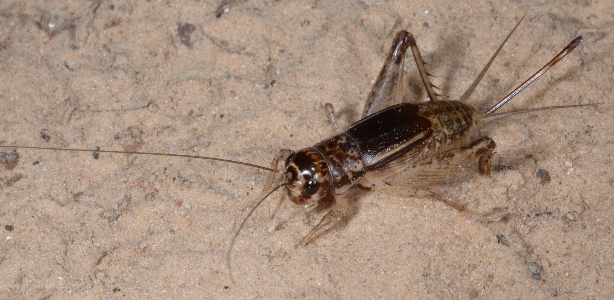 Velarifictorus
