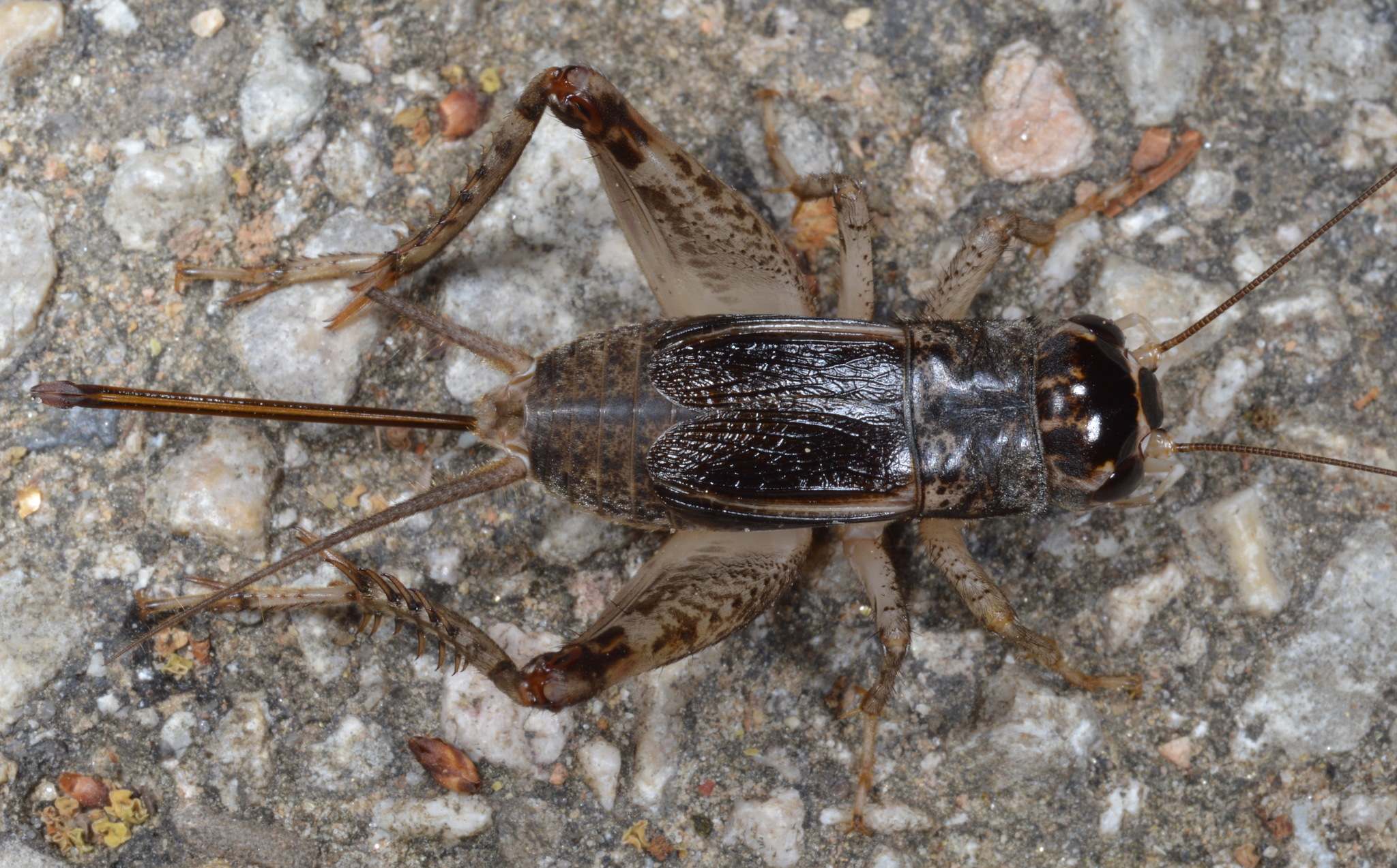 Velarifictorus