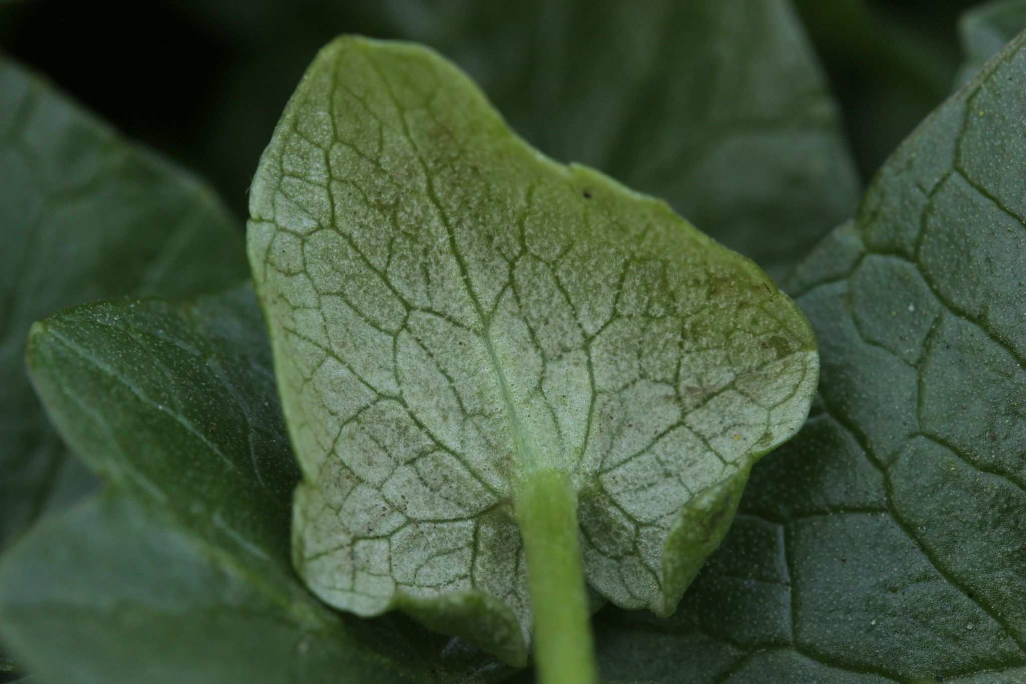 Peronospora ficariae