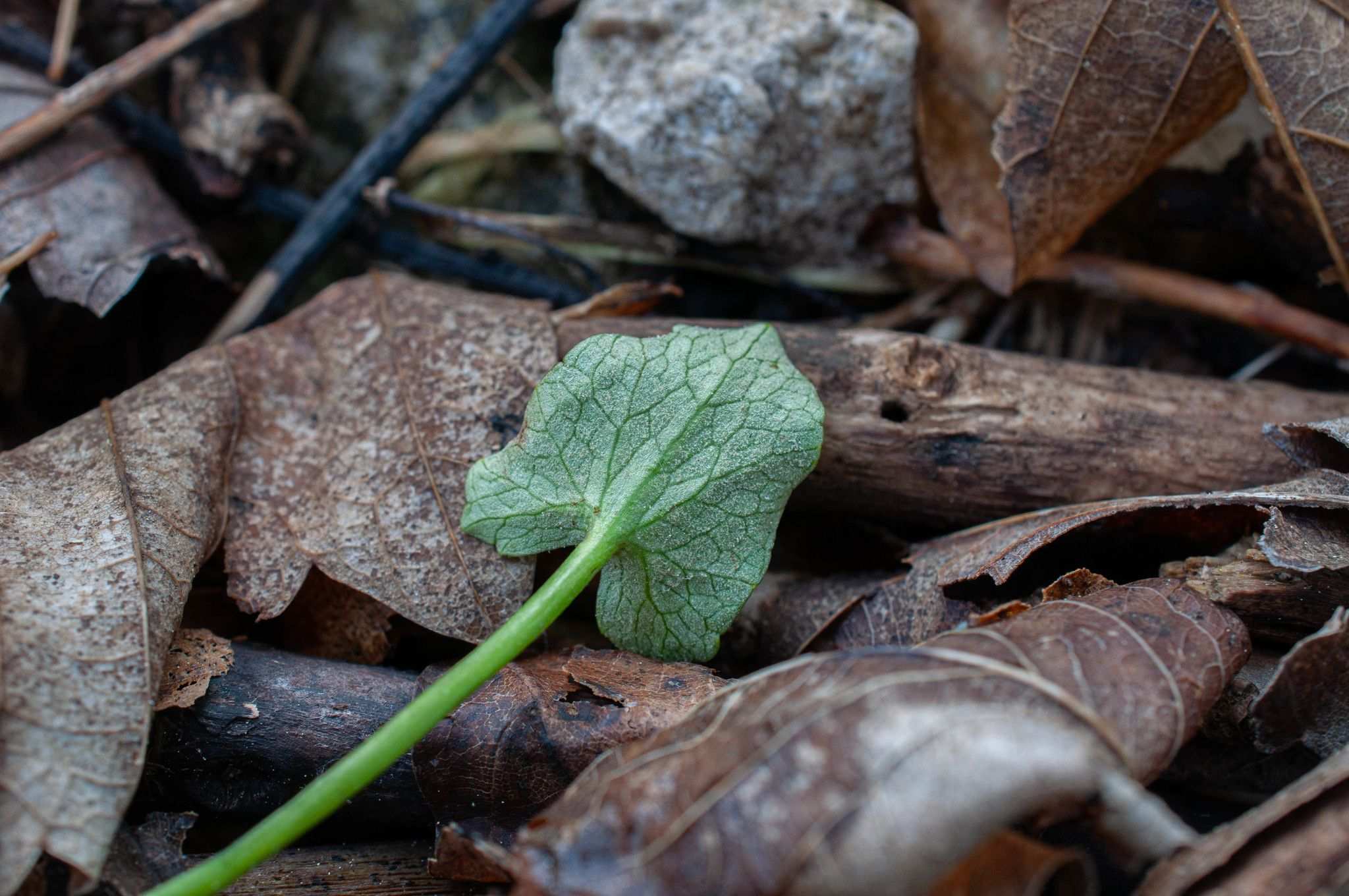 Peronospora ficariae
