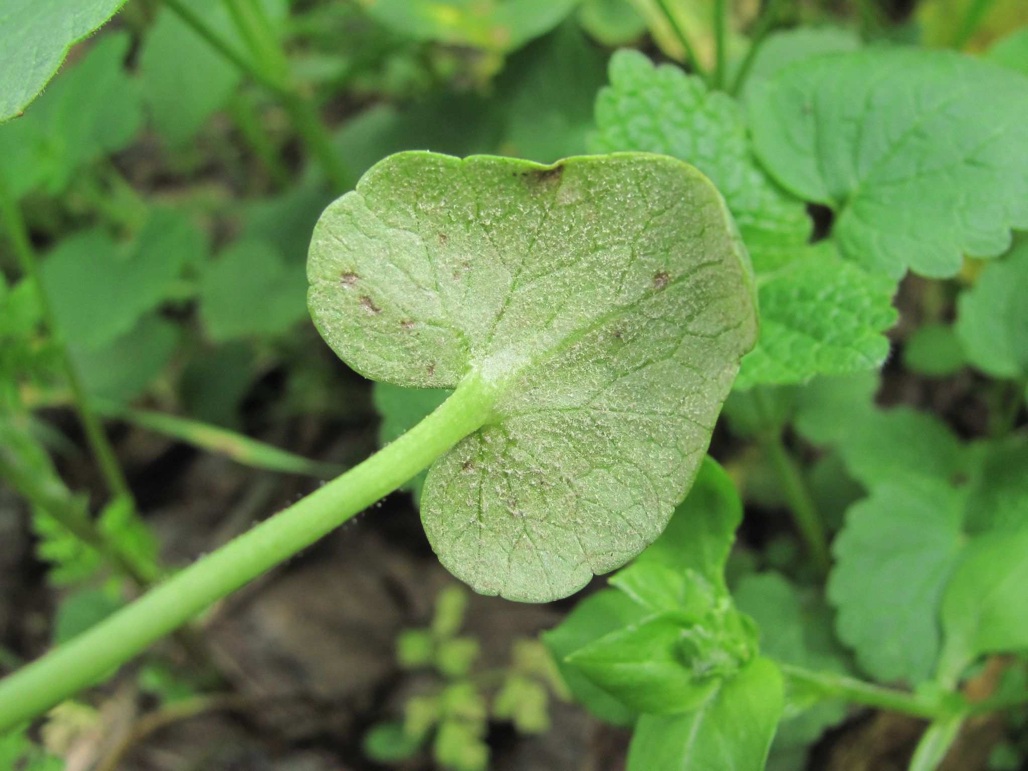 Peronospora ficariae