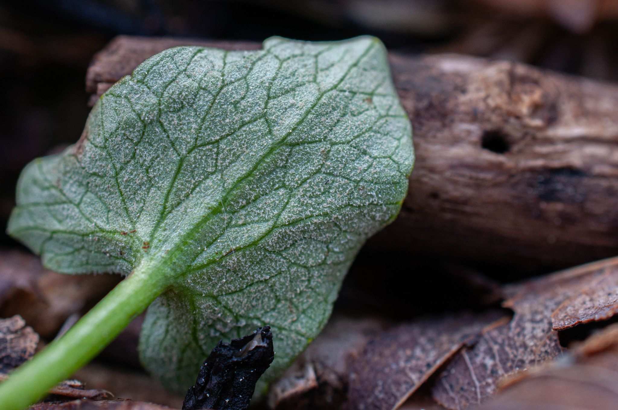 Peronospora ficariae