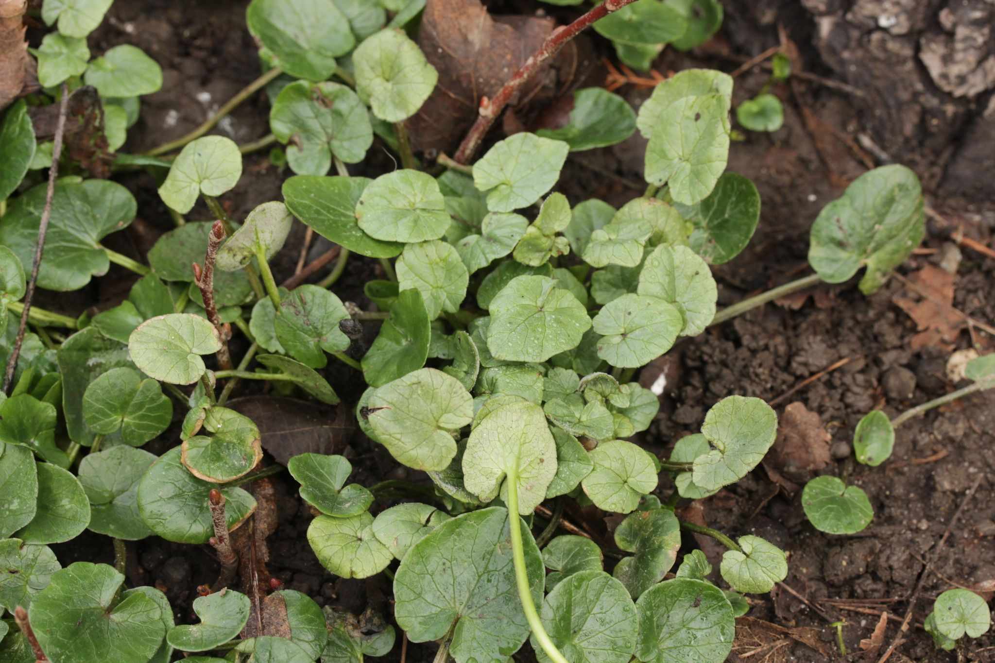 Peronospora ficariae