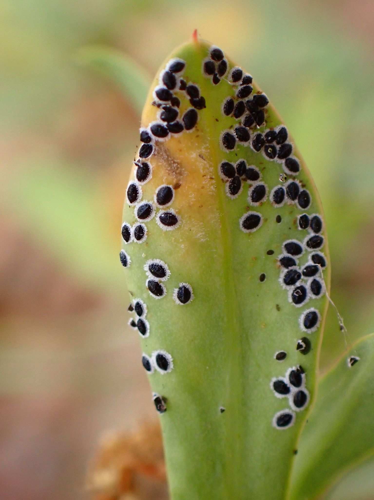 Acaudaleyrodes