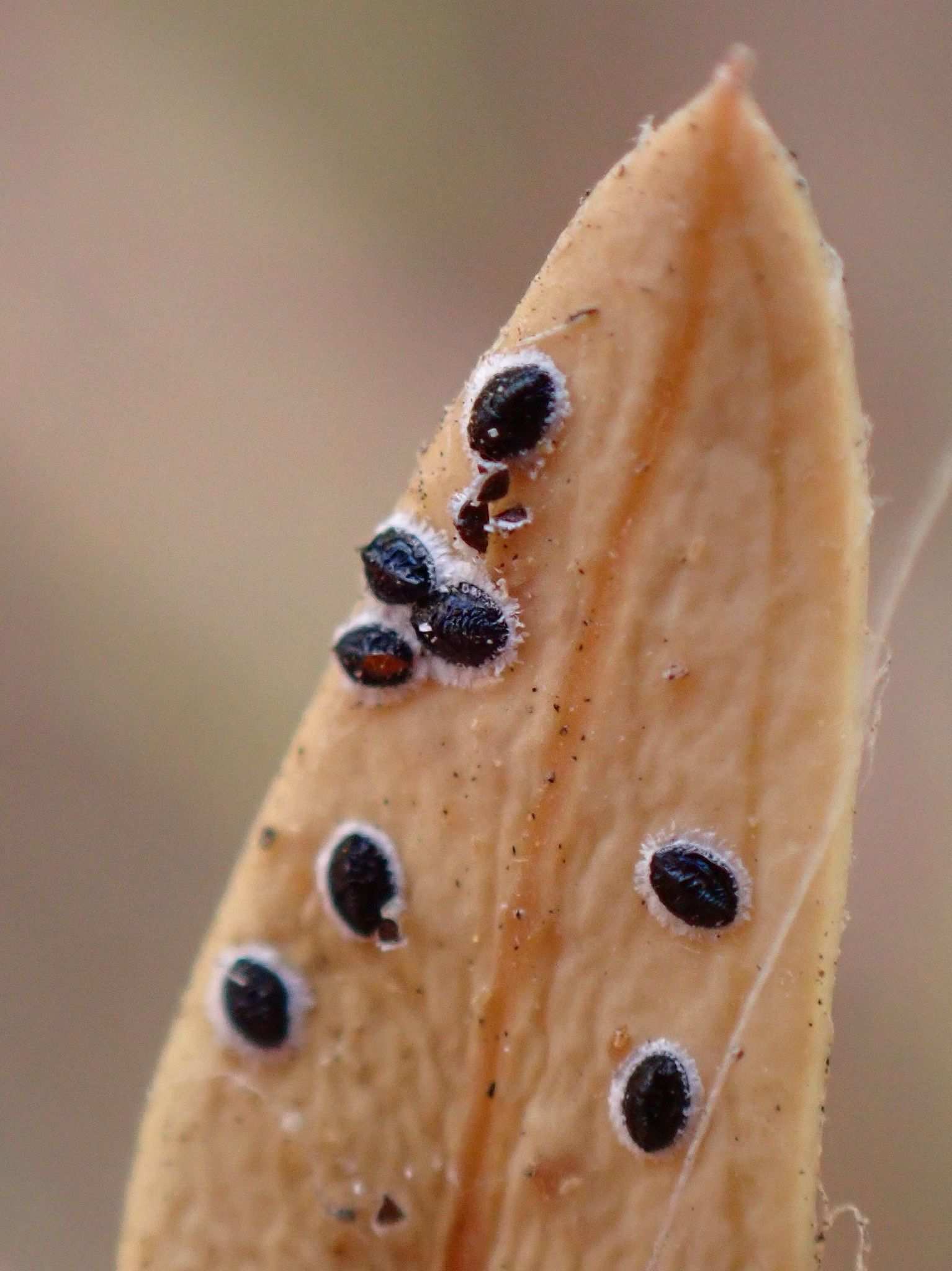 Acaudaleyrodes