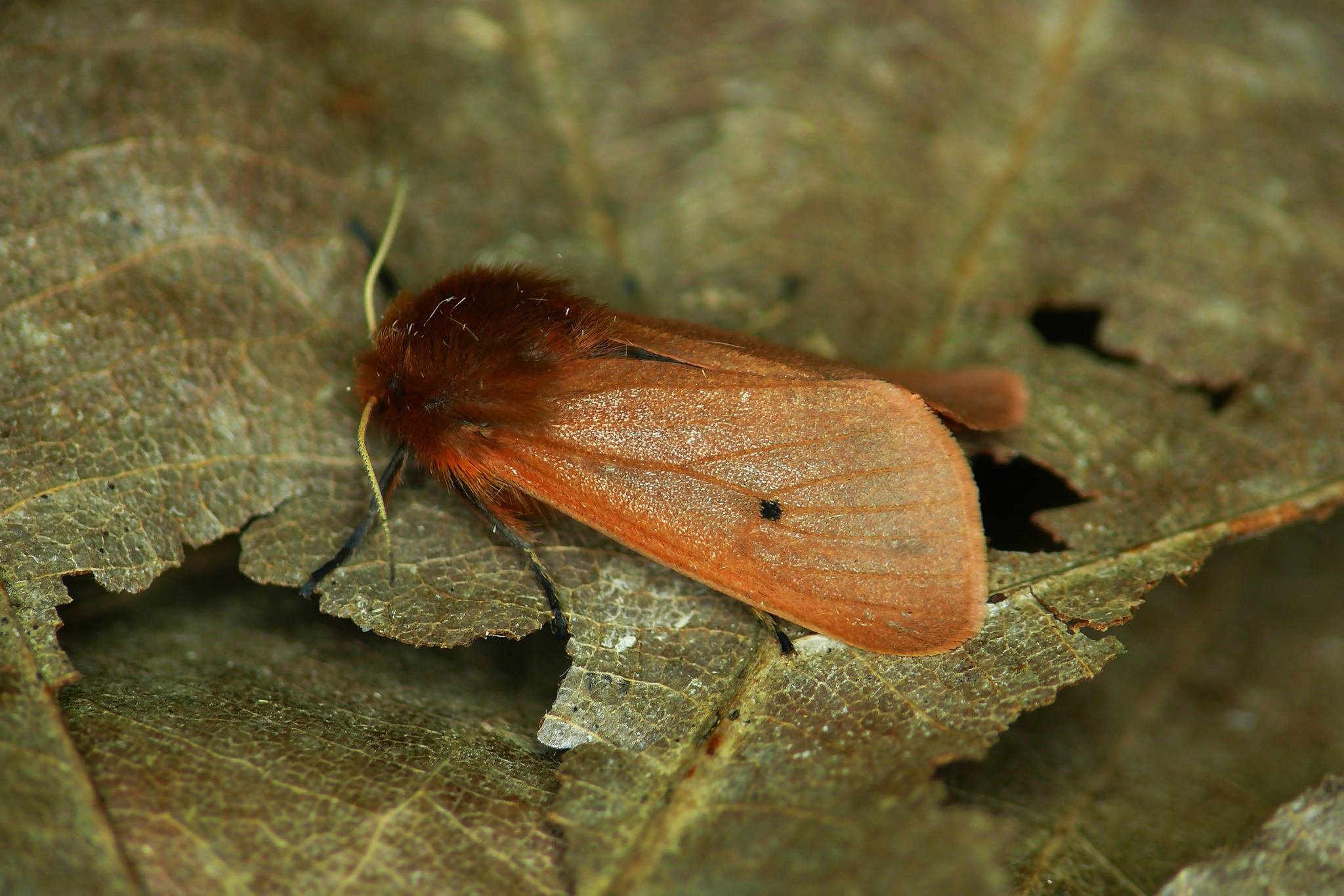 Phragmatobia