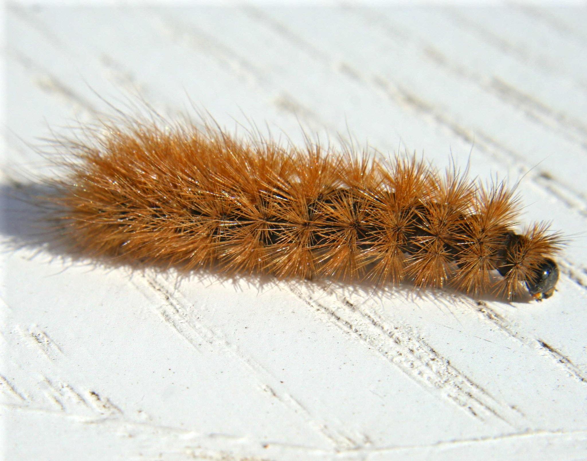 Phragmatobia
