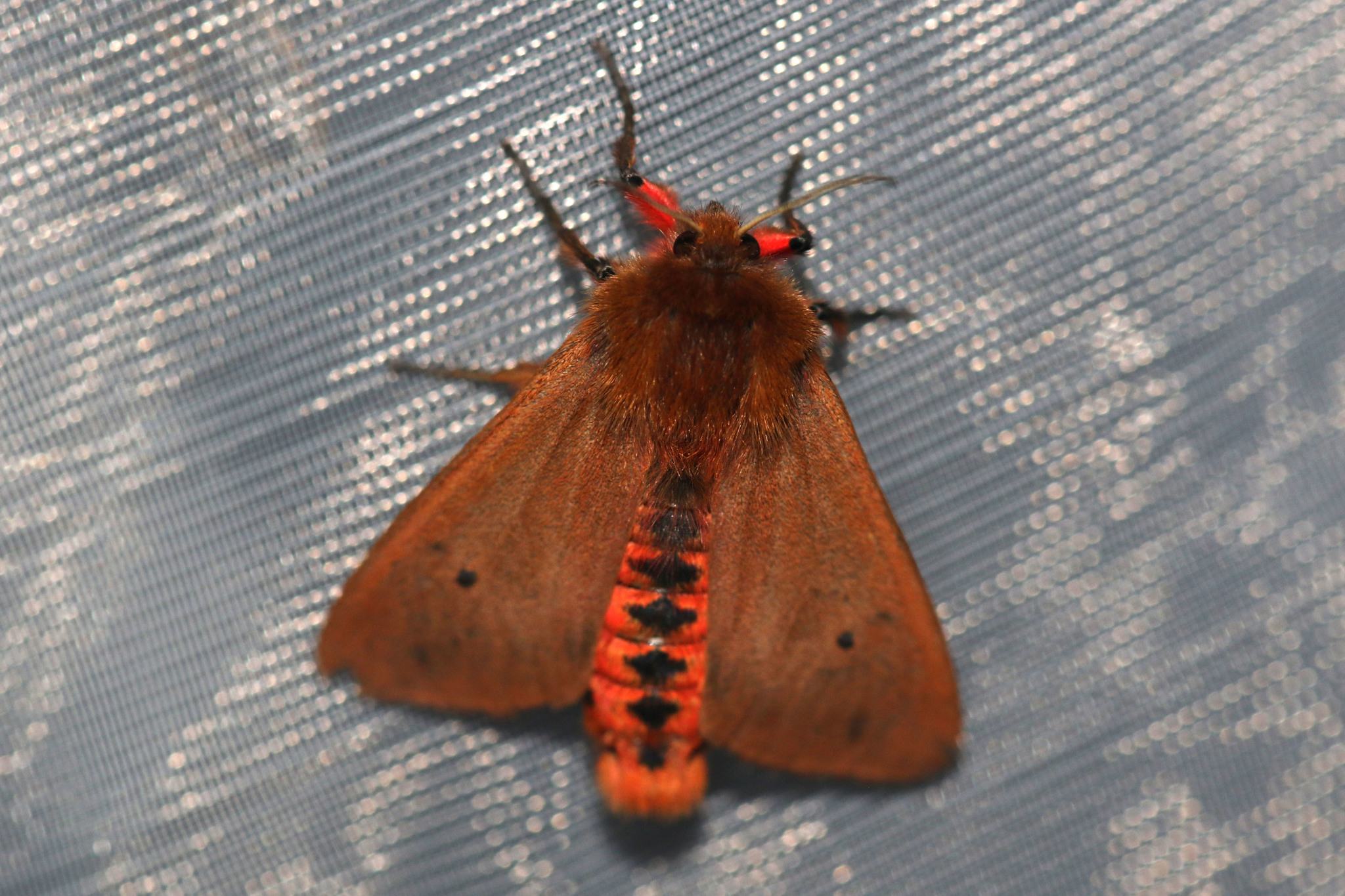 Phragmatobia