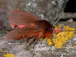 Phragmatobia