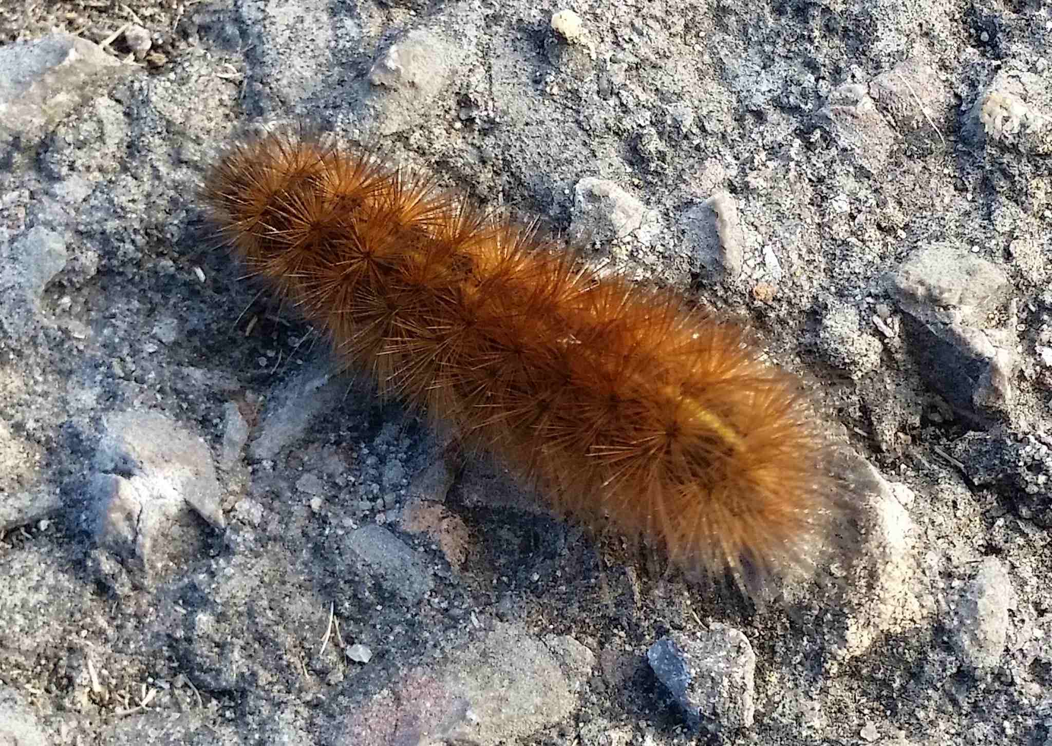Phragmatobia