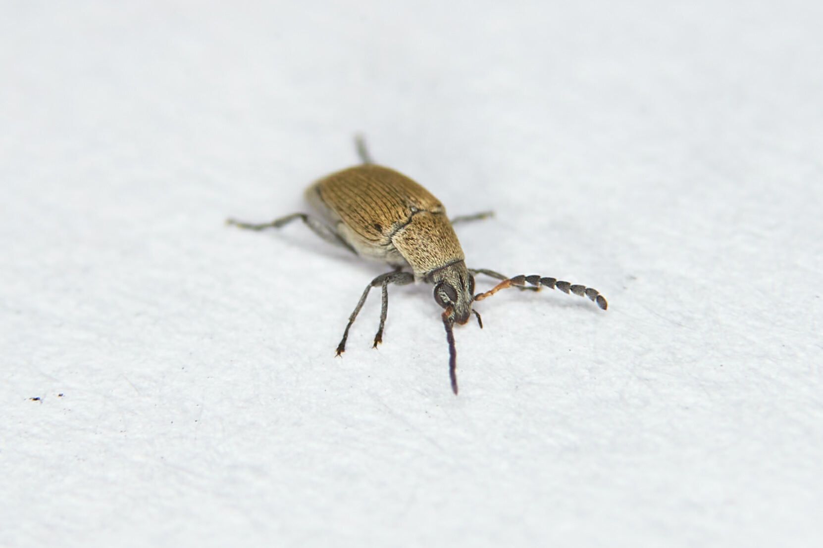 Bruchidius cinerascens