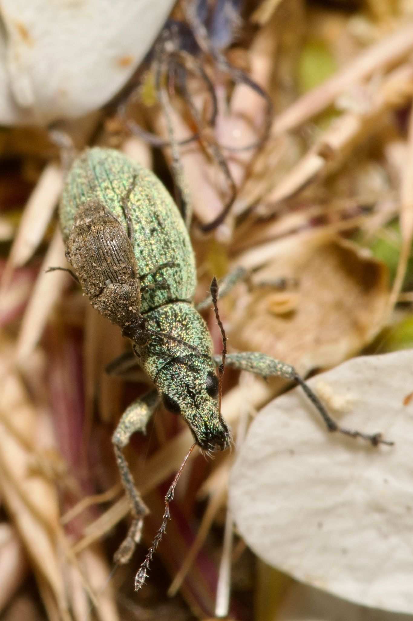 Bruchidius cinerascens