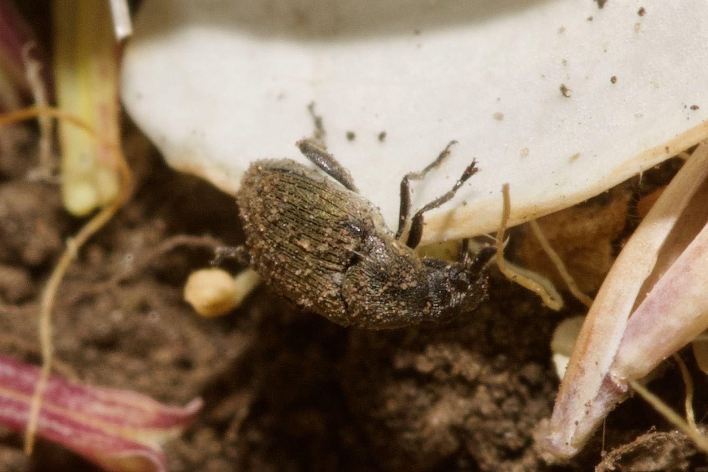 Bruchidius cinerascens