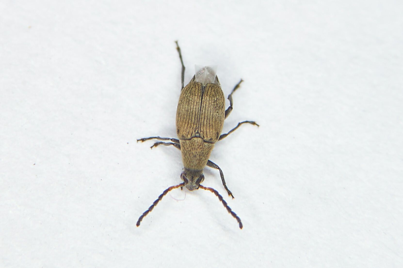 Bruchidius cinerascens