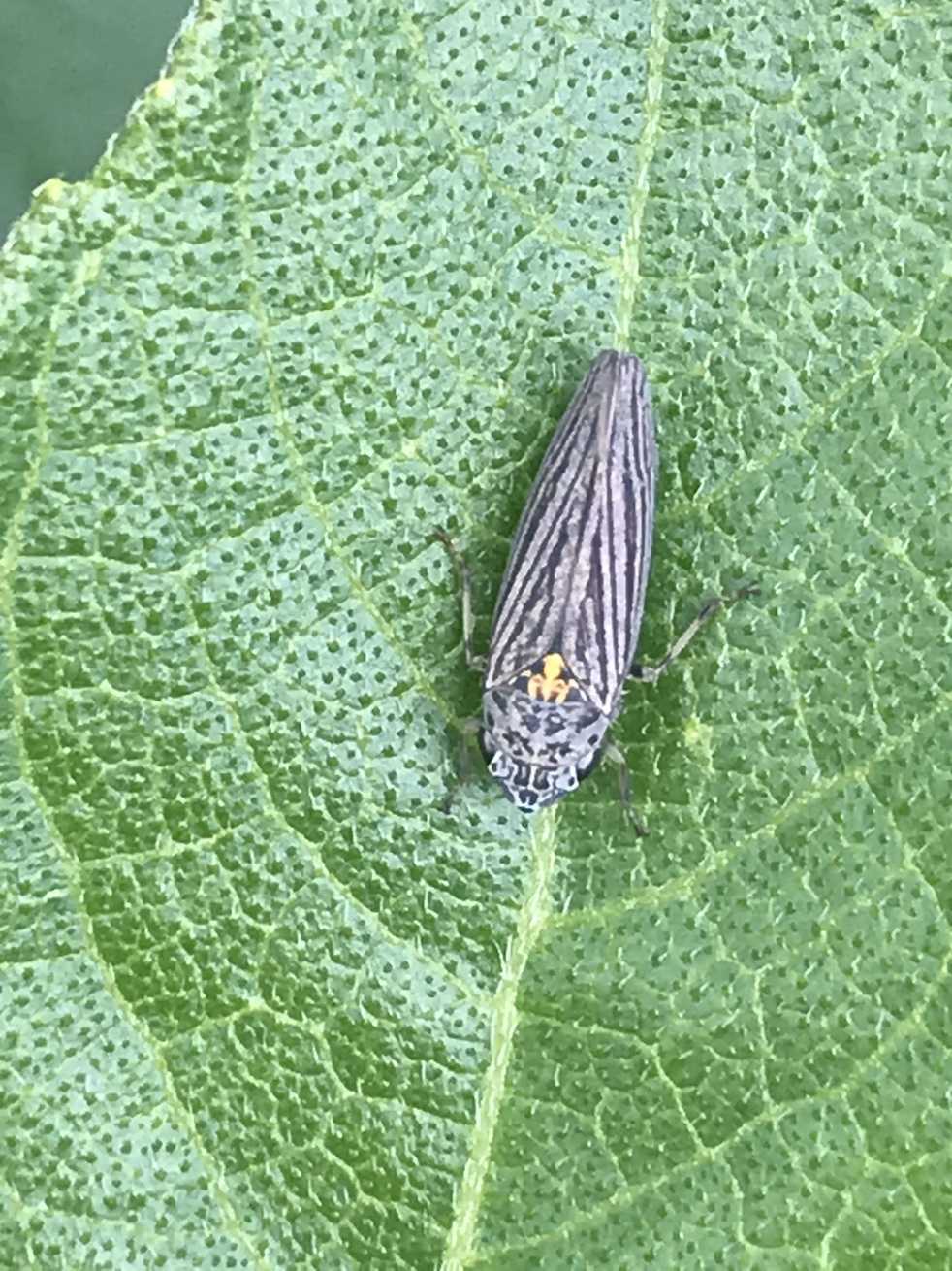 Graphocephala appropinquans