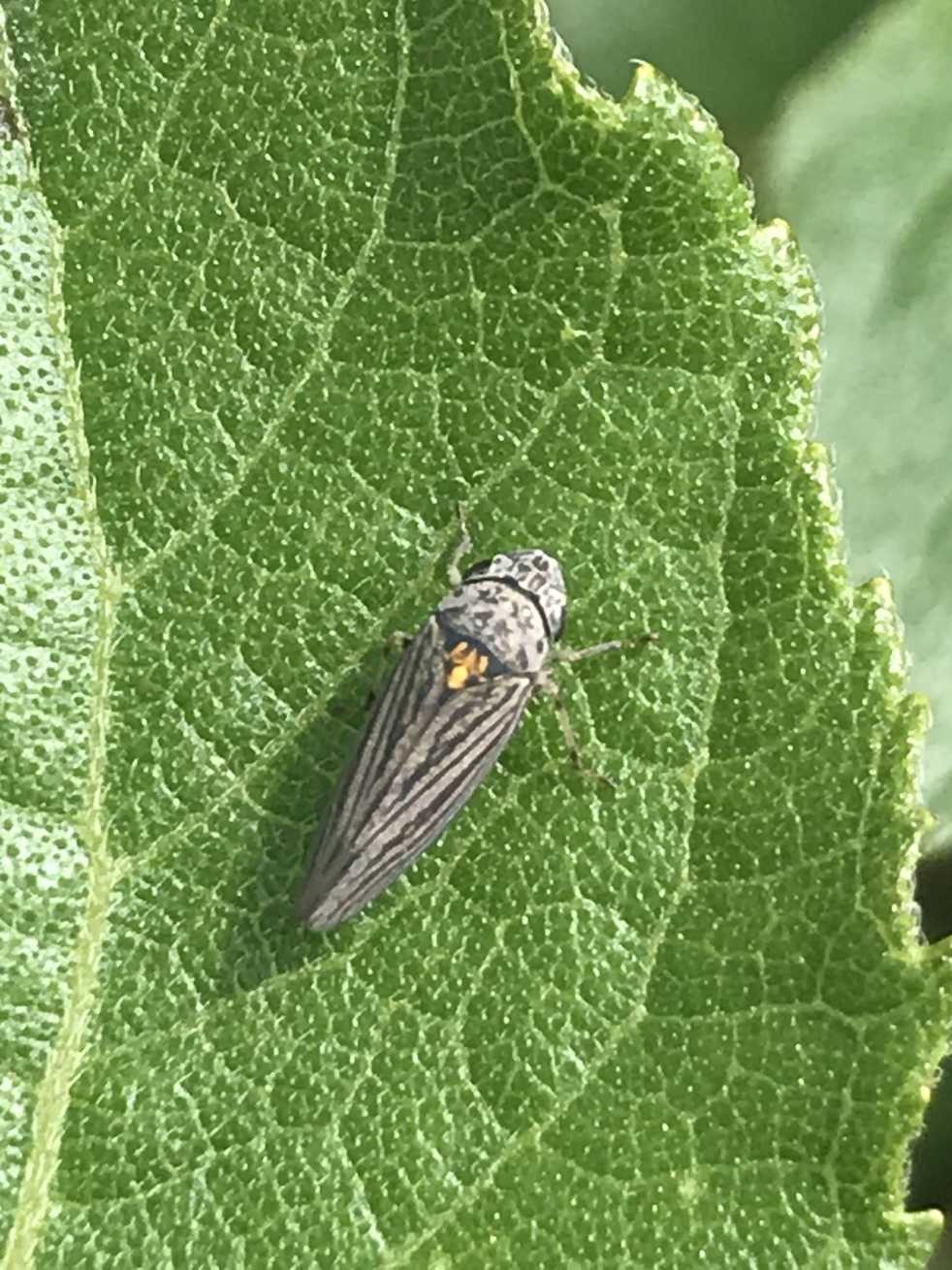 Graphocephala appropinquans