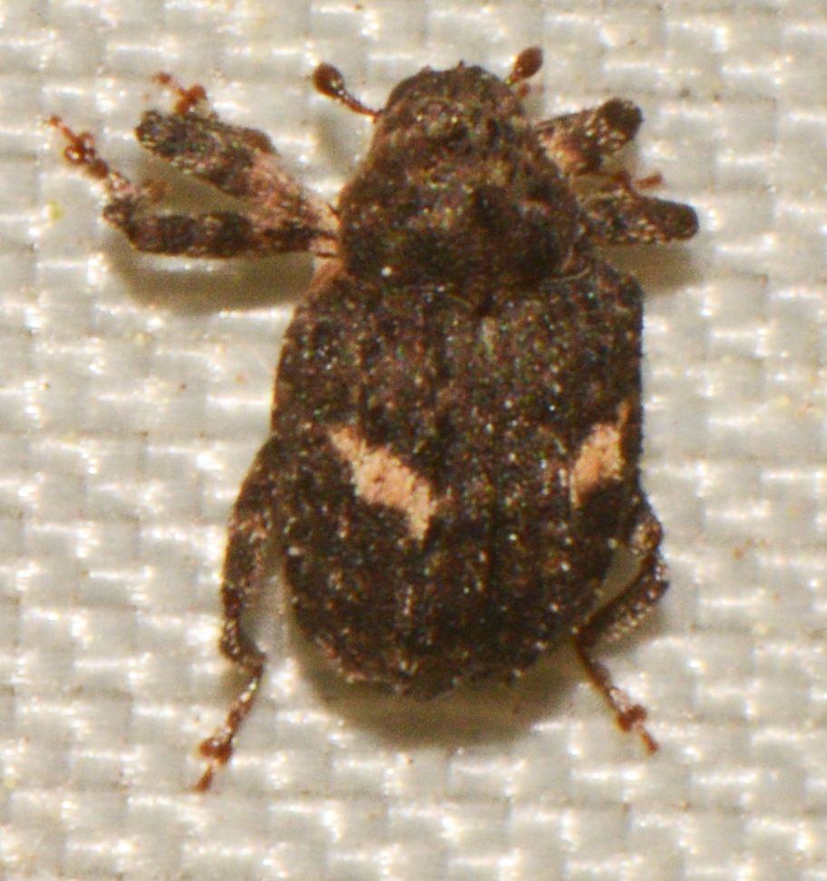 Eubulus