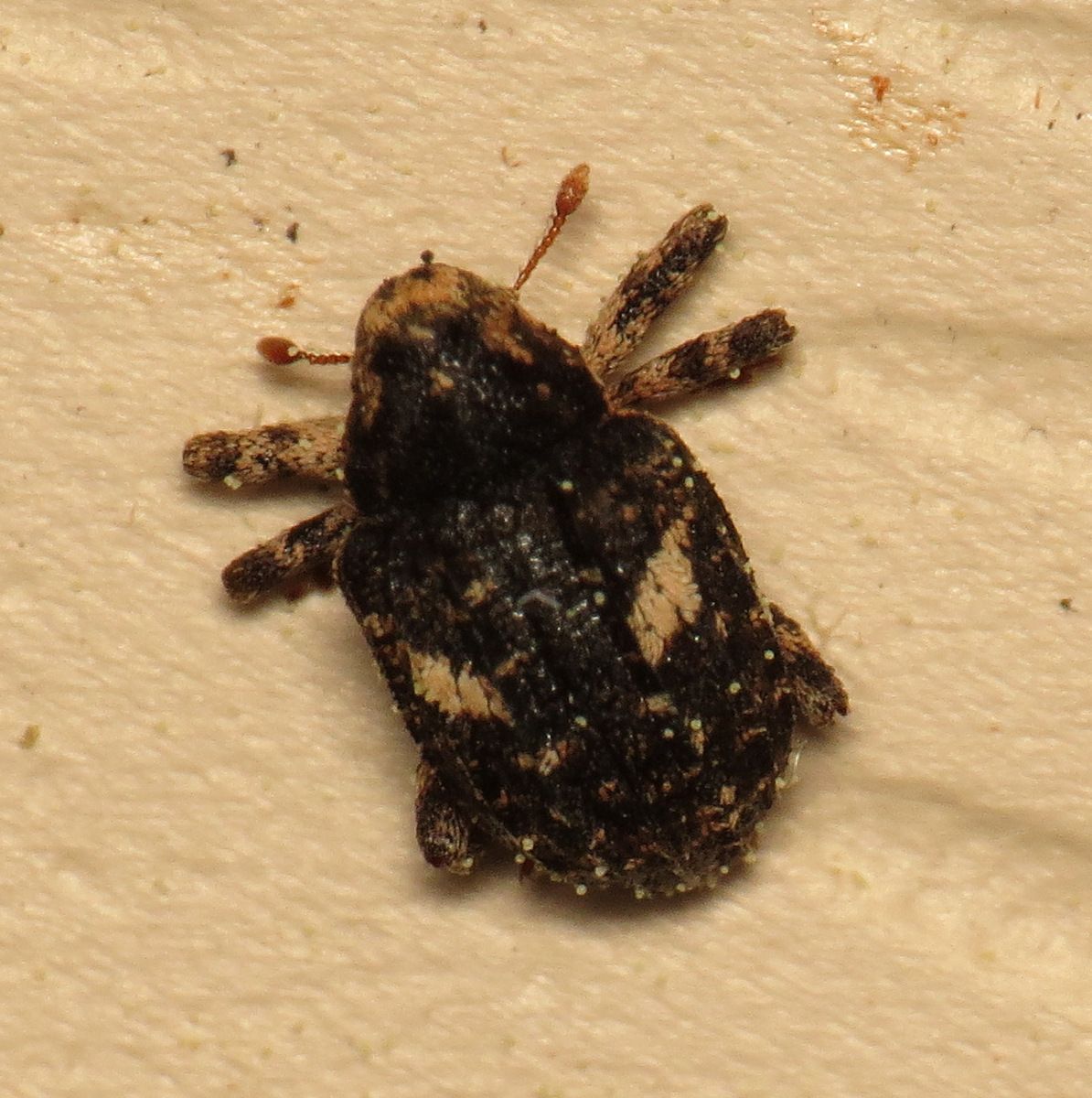 Eubulus