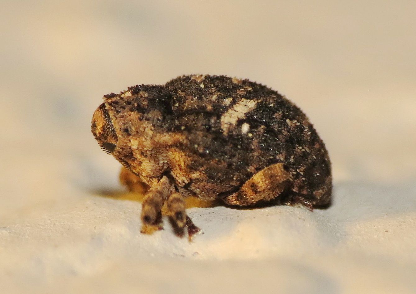 Eubulus