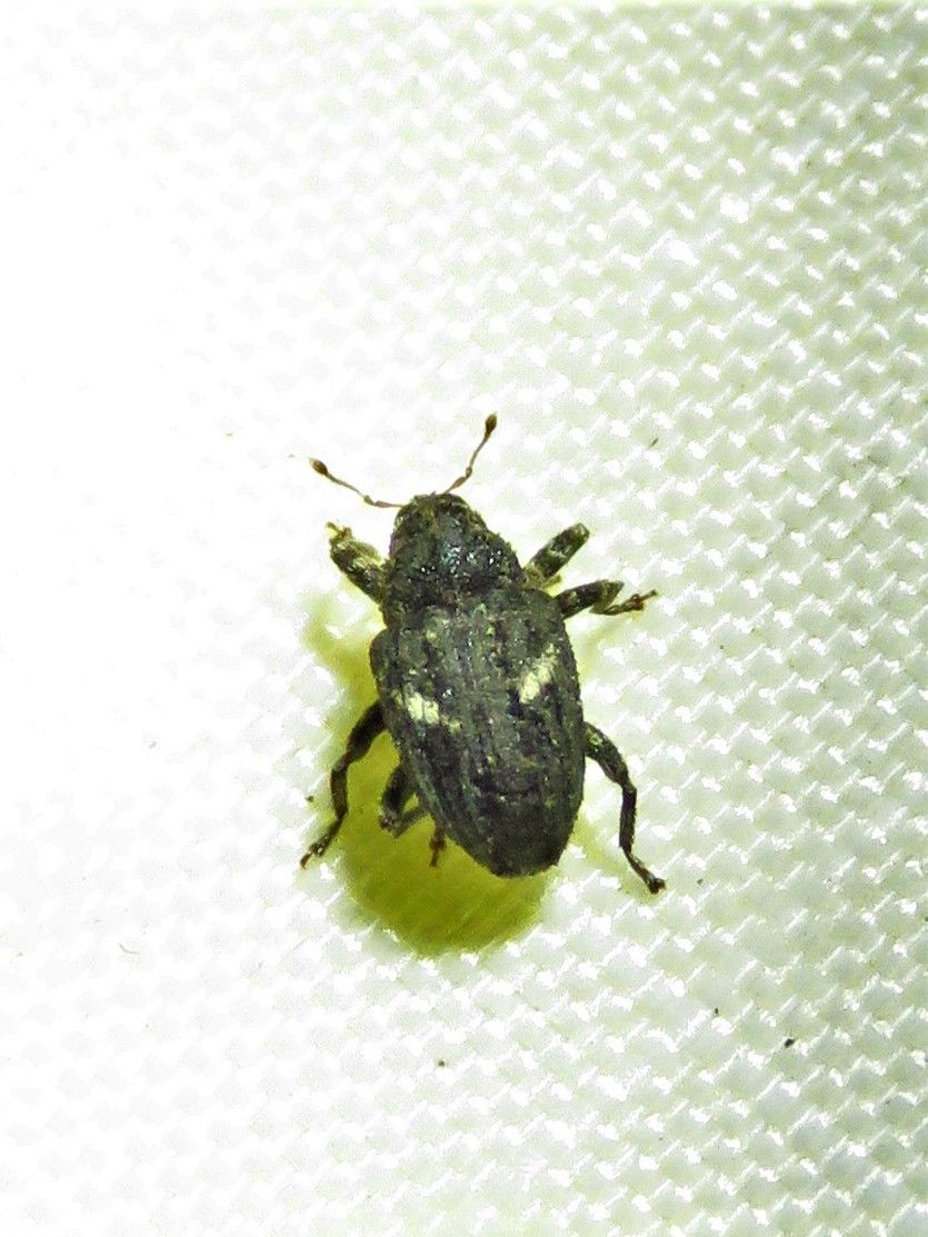Eubulus